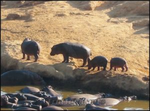 Hippopotames Kenya