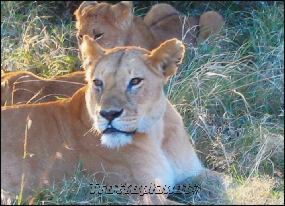 lionnes kenya