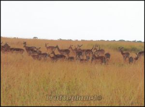 Brousse masai mara