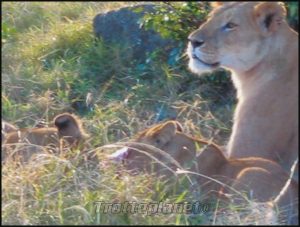 Lionnes Kenya