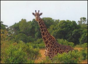 Girafe Masai mara