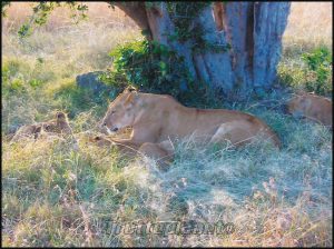 Lionnes masai mara