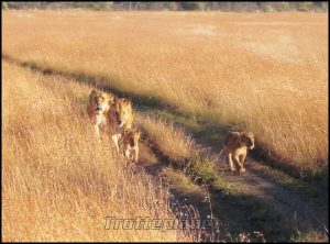 Lionnes Kenya