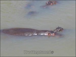 Hippopotame Kenya