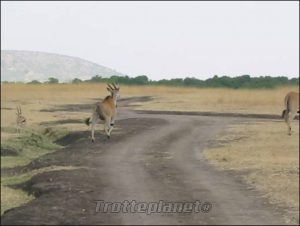 Animaux Kenya